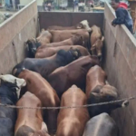 Pemko Langsa Senyalurkan Bantuan Daging Meugang Jelang 1 Ramadhan 1447 H
