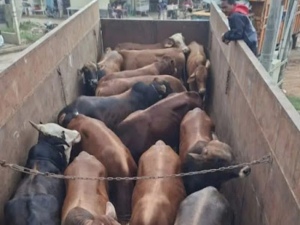 Pemko Langsa Senyalurkan Bantuan Daging Meugang Jelang 1 Ramadhan 1447 H