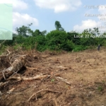 Dugaan Alih Fungsi Kawasan Hutan Jadi Lahan PSR, Kegiatan Koperasi di Pulau Tiga Disorot Tajam